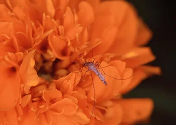 Bug Off: Growing Natural Insect Repellents